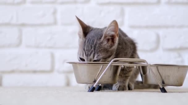 可爱有趣的小猫在家里喝牛奶 白色砖墙 — 图库视频影像