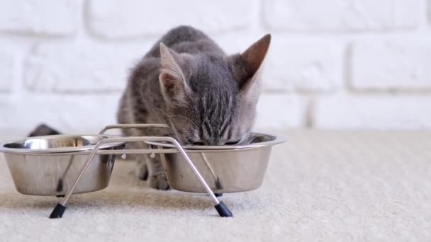 有趣的是 两只月大的小猫在家里喝金属碗里的牛奶 前面有复制的空间 白色的砖墙 动作缓慢 — 图库视频影像