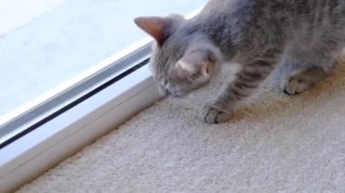 Güzel gri kedi yavrusu ev halısında topla oynuyor, ağır çekim.