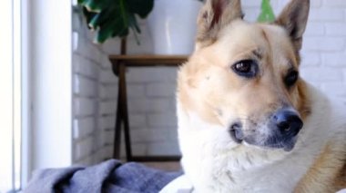 Şirin çoban köpeği evde yatıp etrafa bakıyor, ağır çekimde.