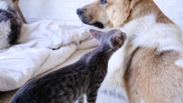 Big Dog Little Kitten Sniffing Each Other Home Cat Looking — Stock Video