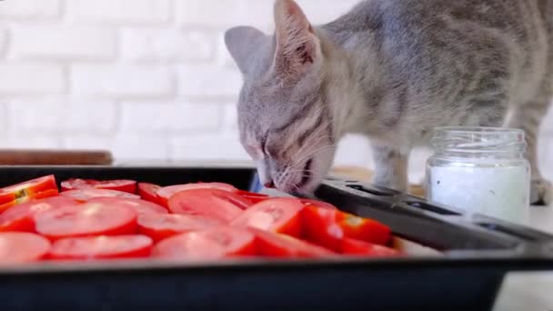 Haustierallergie Haustierfutter Kleines Monate Altes Kätzchen Leckt Salz Aus Tomate — Stockvideo