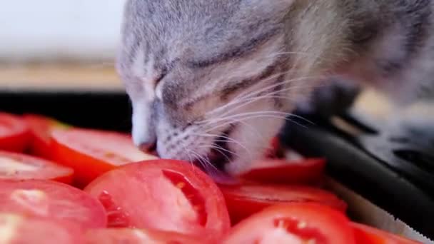 对宠物过敏 宠物食品 3个月大的小猫在吃西红柿中的盐 — 图库视频影像