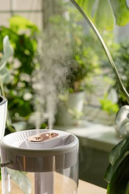 Isıtma döneminde hava nemlendiricisinden çıkan buhar, ev bitkileriyle çevrili. Bitki bakımı. Apartmanda nem artıyor..