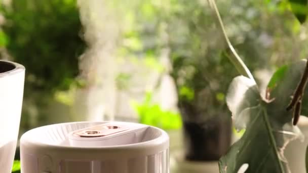Dampf Aus Dem Luftbefeuchter Während Der Heizperiode Umgeben Von Zimmerpflanzen — Stockvideo