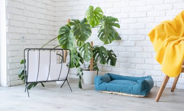 Işıl ışıl oturma odasının içinde canavar bitkileri ve rahat evcil hayvan yatağı var. Yatak odasındaki evcil hayvan yatağı