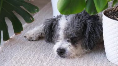 Şirin köpek pofuduk halıya uzanmış, ev bitkilerinin arasına saklanıyor.