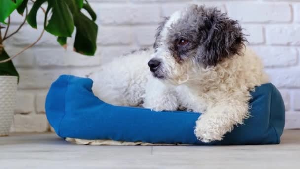 Cute Dog Lying Pet Bed Cozy Light Living Room Interior — Stock Video