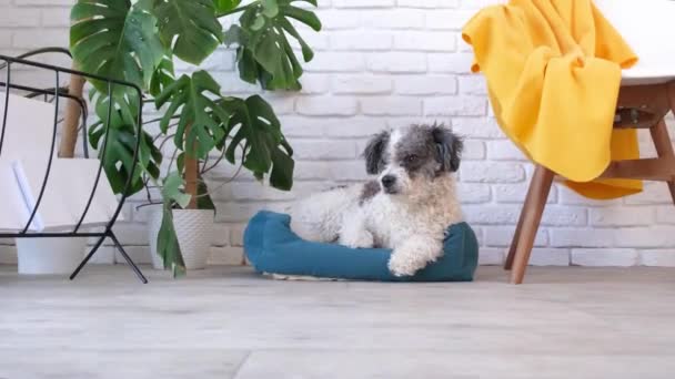 可爱的狗躺在舒适 明亮的客厅里的宠物床上 — 图库视频影像