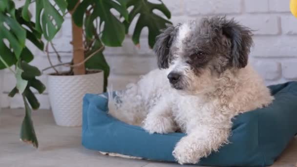 可爱的狗躺在舒适 明亮的客厅里的宠物床上 — 图库视频影像