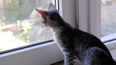 Güzel gri kedi ev penceresinden dışarı bakıyor
