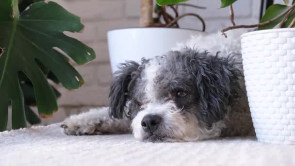 可爱的狗躺在毛绒绒的地毯上 躲藏在舒适 明亮的客厅里的家庭植物之间 — 图库视频影像