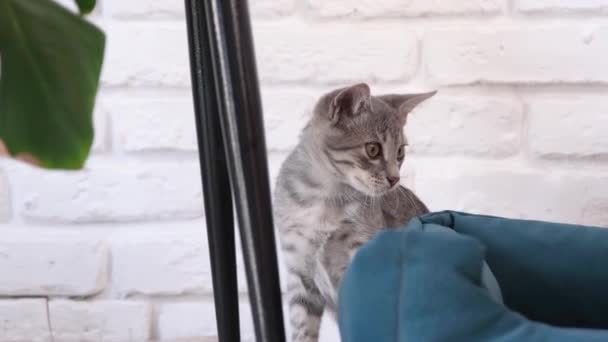 かわいい灰色のストライプ子猫は居心地の良いライト リビング ルームの内部のペット ベッドを見ます — ストック動画