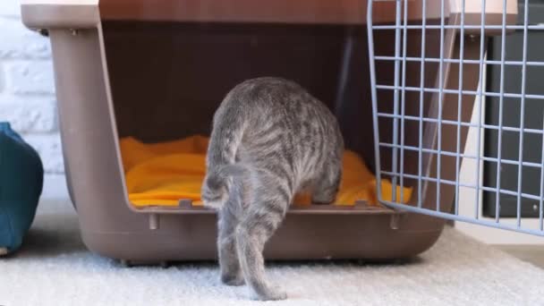 Pet Relocation Cute Gray Kitten Sniffing Pet Carrier Box Pet — Stock Video