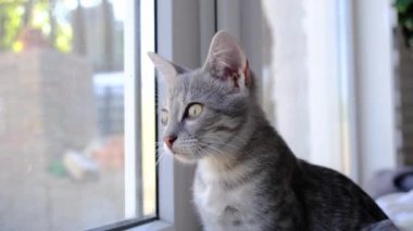 Güzel gri kedi ev penceresinden dışarı bakıyor