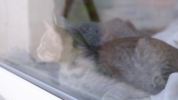 Pretty Gray Kitten Looking Out Home Window — Stock Video