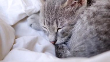 Güzel gri kedi evde yatakta uzanıyor, uykuya dalıyor.