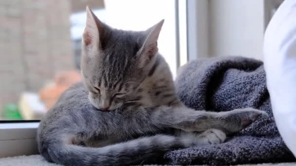 美しい灰色のヨーロッパの子猫は自宅の窓の近くの快適な敷物に座って舐め 洗浄します — ストック動画