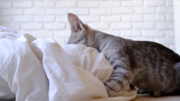 Furry Kitten Playing Blanket Bed Home — Stock Video