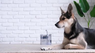 Otomatik yerçekimi dolumu olan evcil hayvan suyu dağıtıcısı. Evcil hayvan çeşmesinin yanında, halının üzerinde uzanan sevimli köpek resmi.