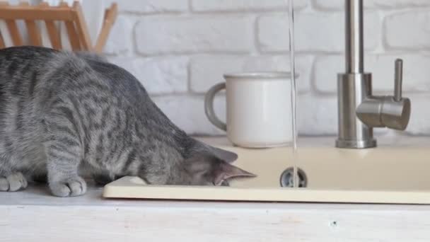 Funny Portrait Cat Drinking Water Tap Kitchen Standing Sink Side — Stock Video