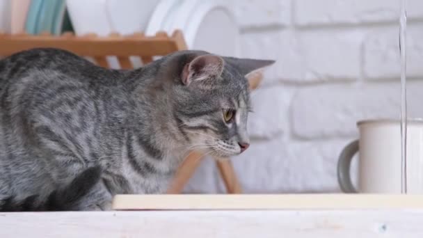 Retrato Engraçado Água Potável Gato Torneira Cozinha Pia Vista Lateral — Vídeo de Stock
