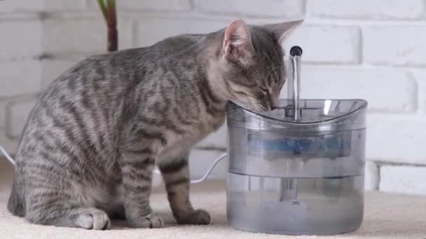 Pet Water Dispenser Automatic Gravity Refill Closeup Gray Striped European — Stock Video
