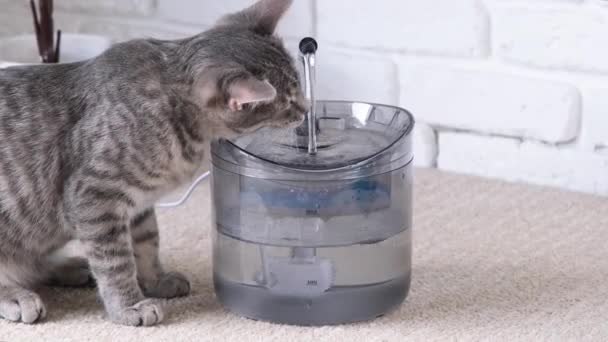 自动重力加注的宠物饮水机 用宠物泉喝水的灰条纹欧洲猫的尸体 — 图库视频影像