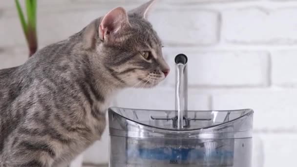 自动重力加注的宠物饮水机 用宠物泉喝水的灰条纹欧洲猫的尸体 — 图库视频影像