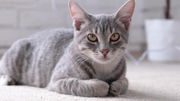 Closeup Gray Striped European Cat Lying Beige Rug Home Copy — Stock Video