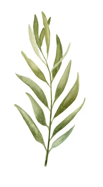 桉树或橄榄叶分枝 白色背景 水彩画 图库照片