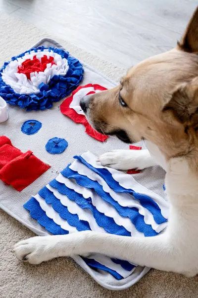 adorable dog playing with sniffing mat at home
