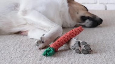 Sevimli köpek halının üstünde uyuyor. En sevdiği oyuncağın yanında.