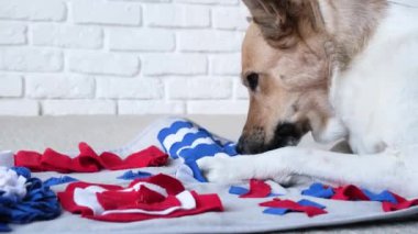 Sevimli köpek halının üstünde uyuyor. En sevdiği oyuncağın yanında.