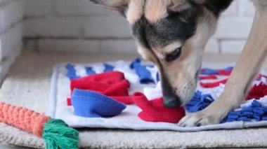 Sevimli köpek halının üstünde uyuyor. En sevdiği oyuncağın yanında.