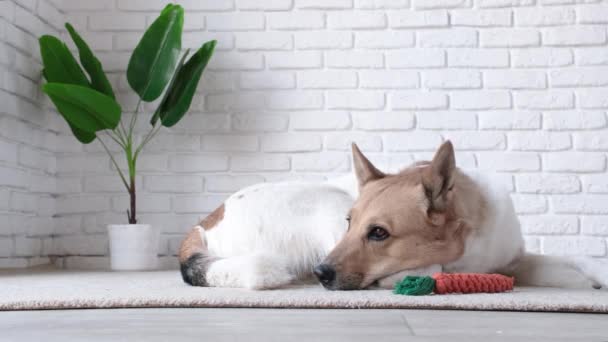 お気に入りの玩具の隣の敷物で寝ている愛らしい犬 — ストック動画