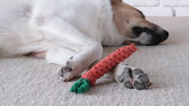 Schattige Hond Slapen Het Tapijt Naast Favoriete Speelgoed — Stockvideo