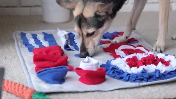 Entzückender Hund Schläft Auf Dem Teppich Neben Dem Lieblingsspielzeug — Stockvideo