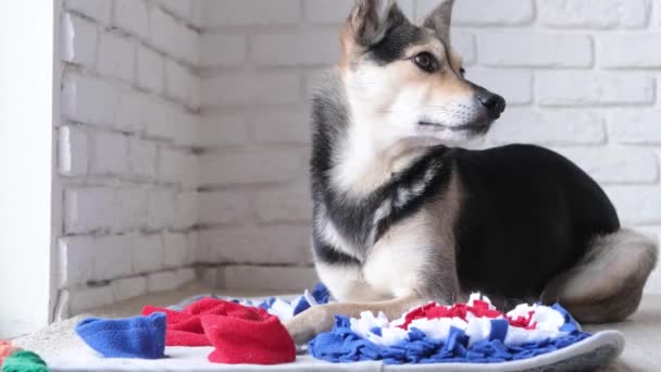 Sevimli Köpek Halının Üstünde Uyuyor Sevdiği Oyuncağın Yanında — Stok video