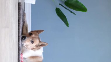 Sevimli köpek halının üstünde uyuyor. En sevdiği oyuncağın yanında.