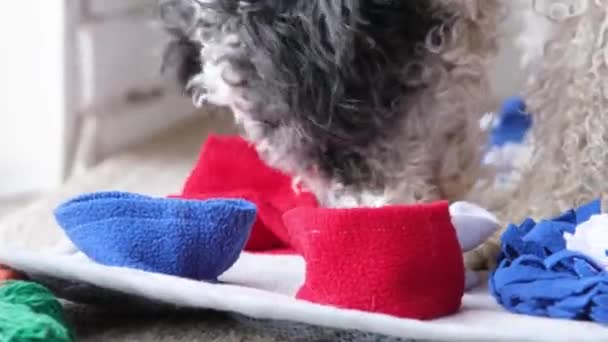 Rozkošný Pes Spí Koberci Vedle Oblíbené Hračky — Stock video