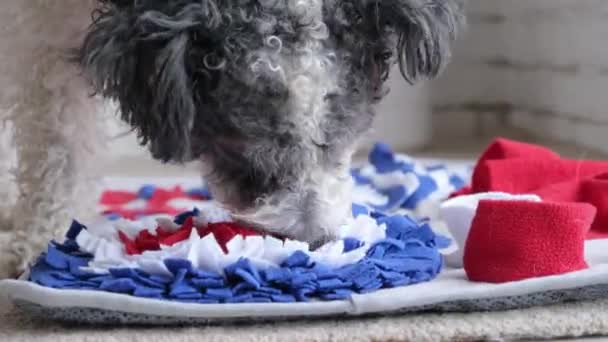 Adorável Cão Dormindo Tapete Lado Brinquedo Favorito — Vídeo de Stock