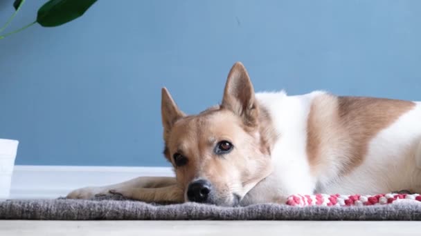 可爱的狗睡在最喜欢的玩具旁边的地毯上 — 图库视频影像