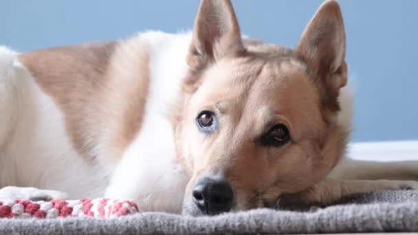 Adorable Dog Sleeping Rug Next Favorite Toy — Stock Video