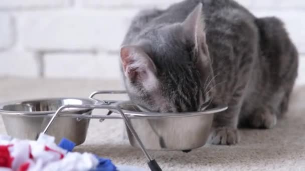 Gray Striped European Cat Eats Food White Bowl — Stock Video