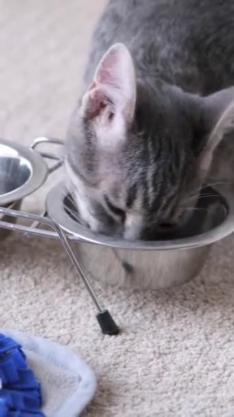 Gray Striped European Cat Eats Food White Bowl — Stock Video