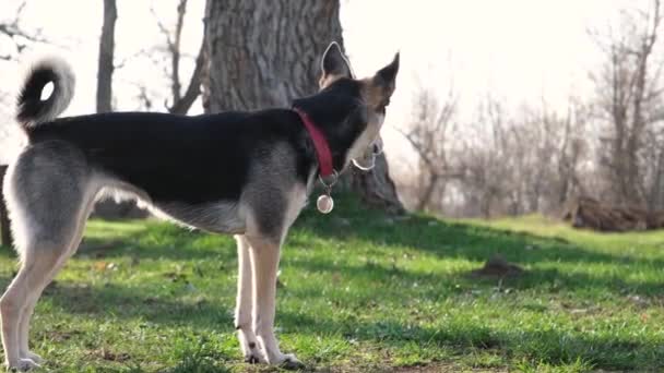 Щаслива Змішана Порода Собак Комірці Собаки Проходить Через Зелене Поле — стокове відео