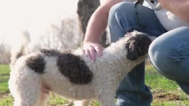 Adam köpeğini dışarıda fırçalıyor. Yıllık deri değiştirme konsepti.