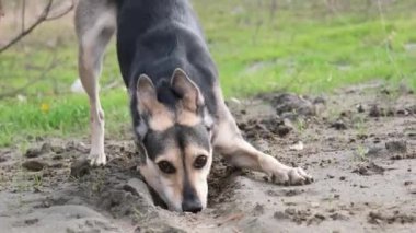 Tatlı melez köpek kumda çukur kazıyor, dışarıda yürüyor. yavaş çekim