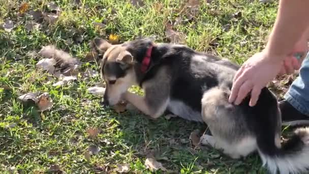 Mãos Masculinas Colocando Uma Coleira Cachorro Trela Seu Cão Andando — Vídeo de Stock